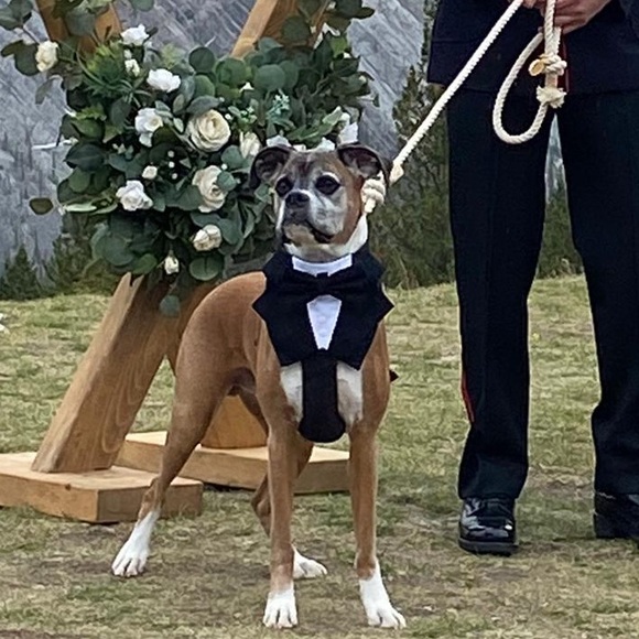 Wedding attire dog tux bandana - Picture 5 of 5